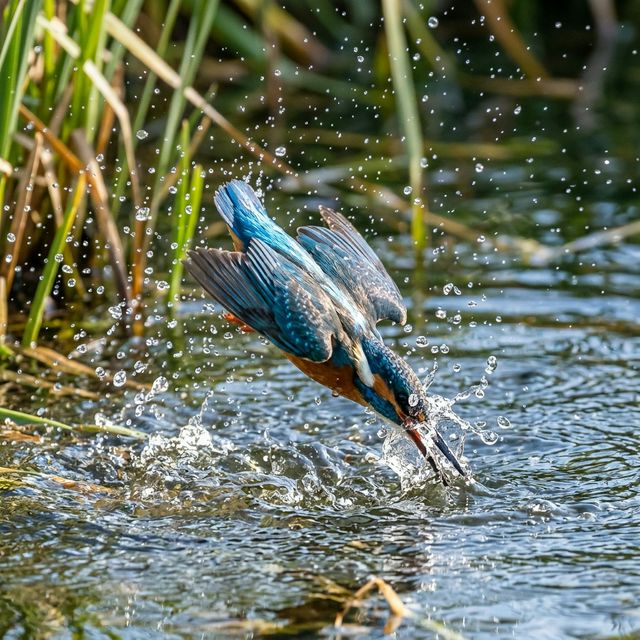Kingfisher