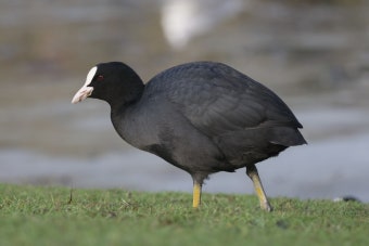 Coot